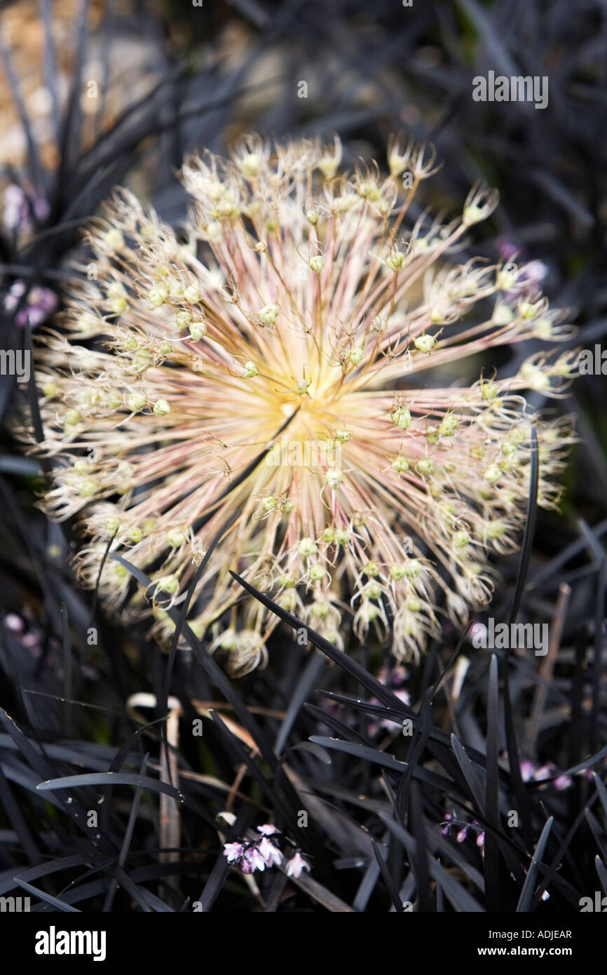 Allium christophii seed head amongst Ophiopogon planiscapus 'Nigrescens' grass. Dried Star of Persia seed pod Stock Photo