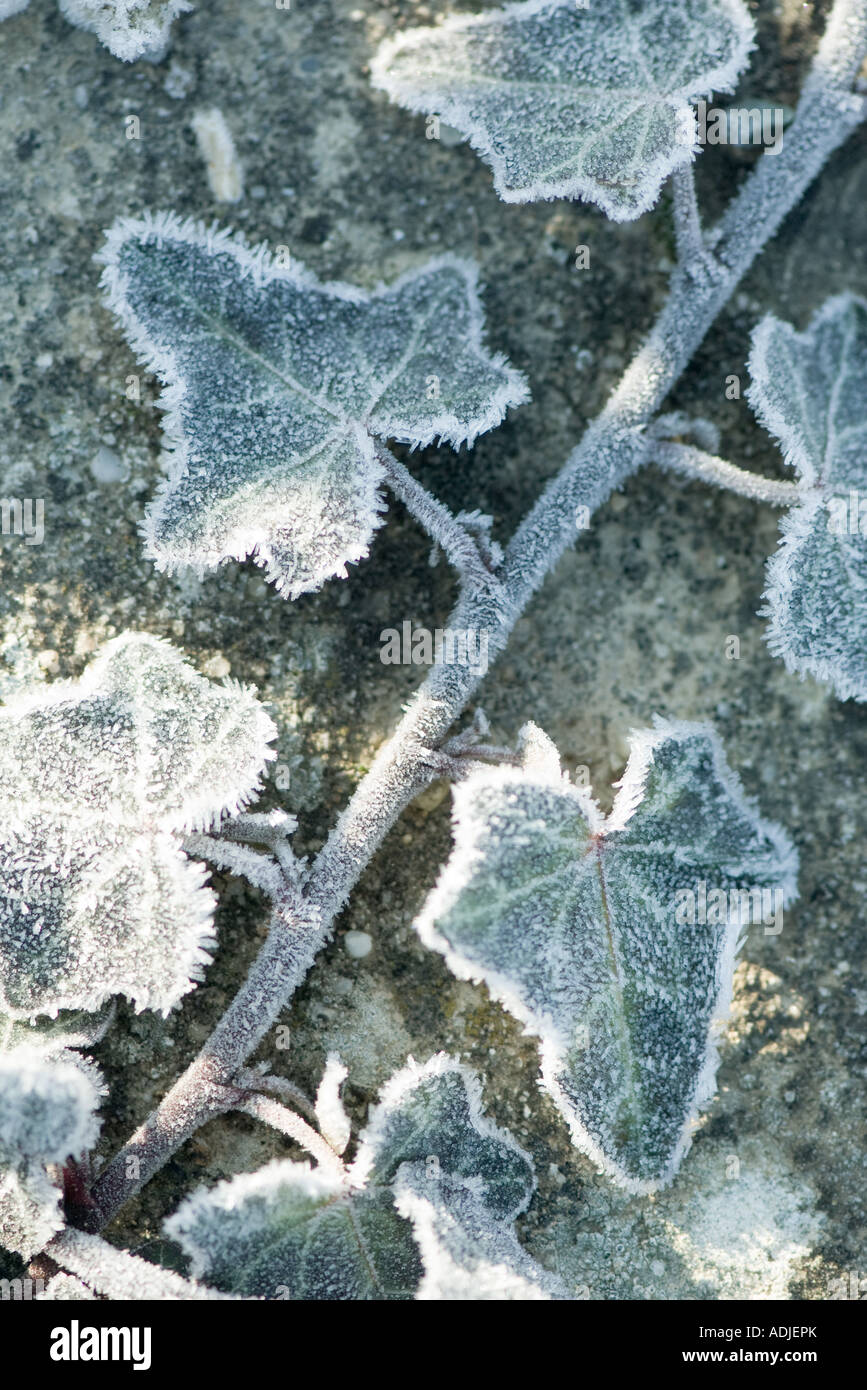 Frost covered ivy Stock Photo Alamy