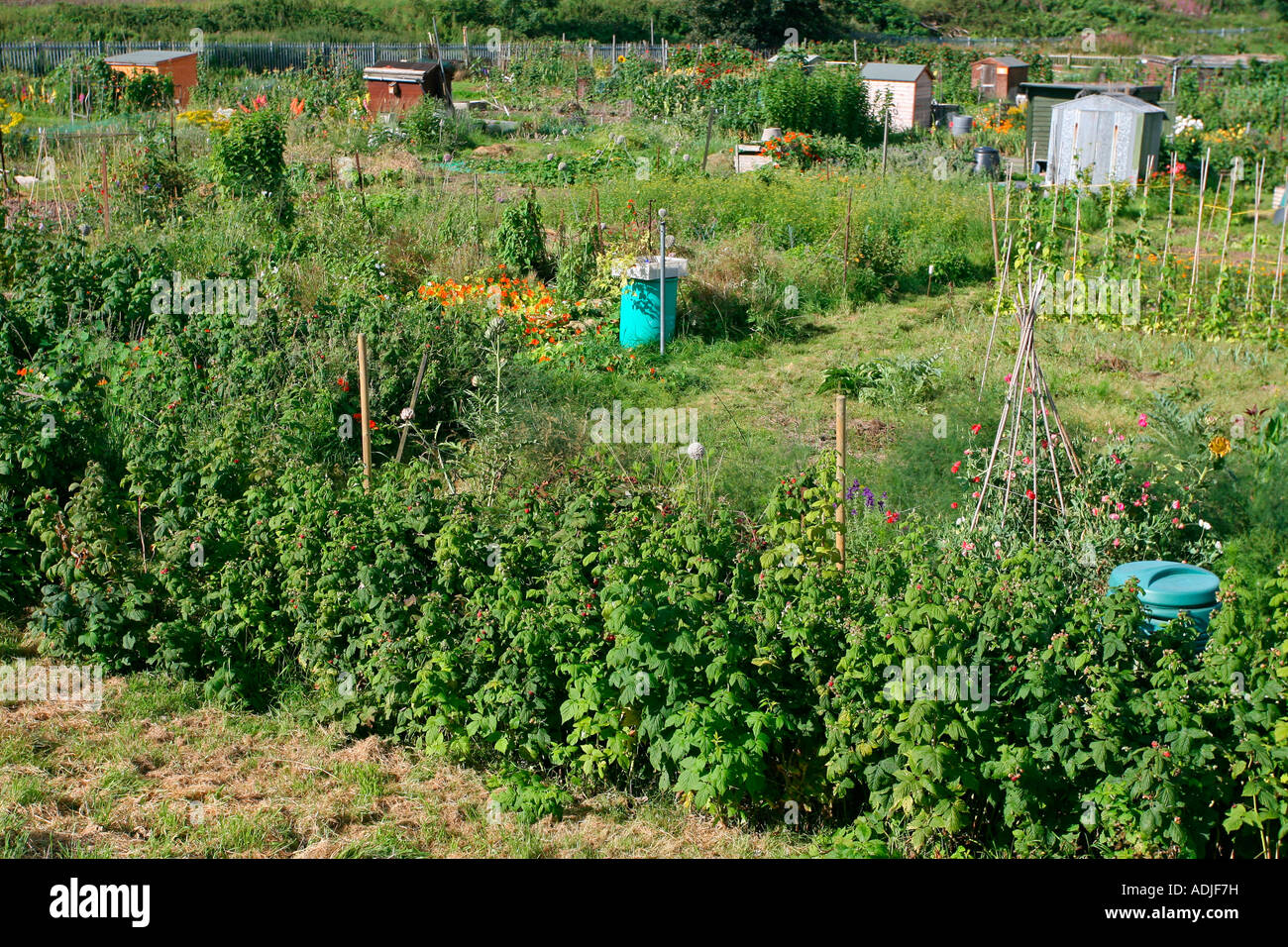 Allotments Stock Photo
