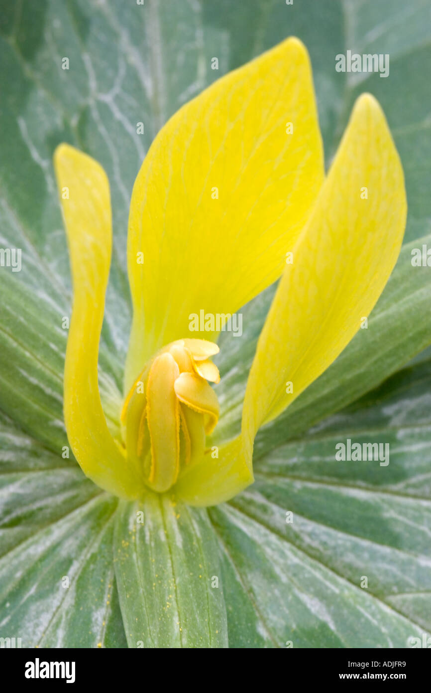 Yellow trillium Stock Photo