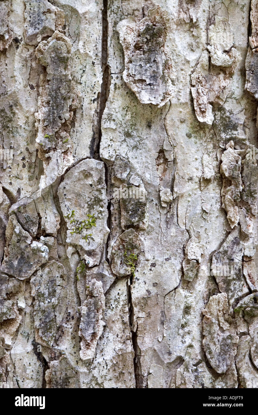 Detail of tree bark Stock Photo