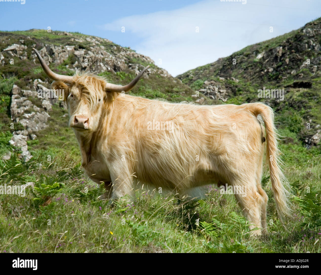Highland Cow on Skye, Scotland Stock Photo - Alamy