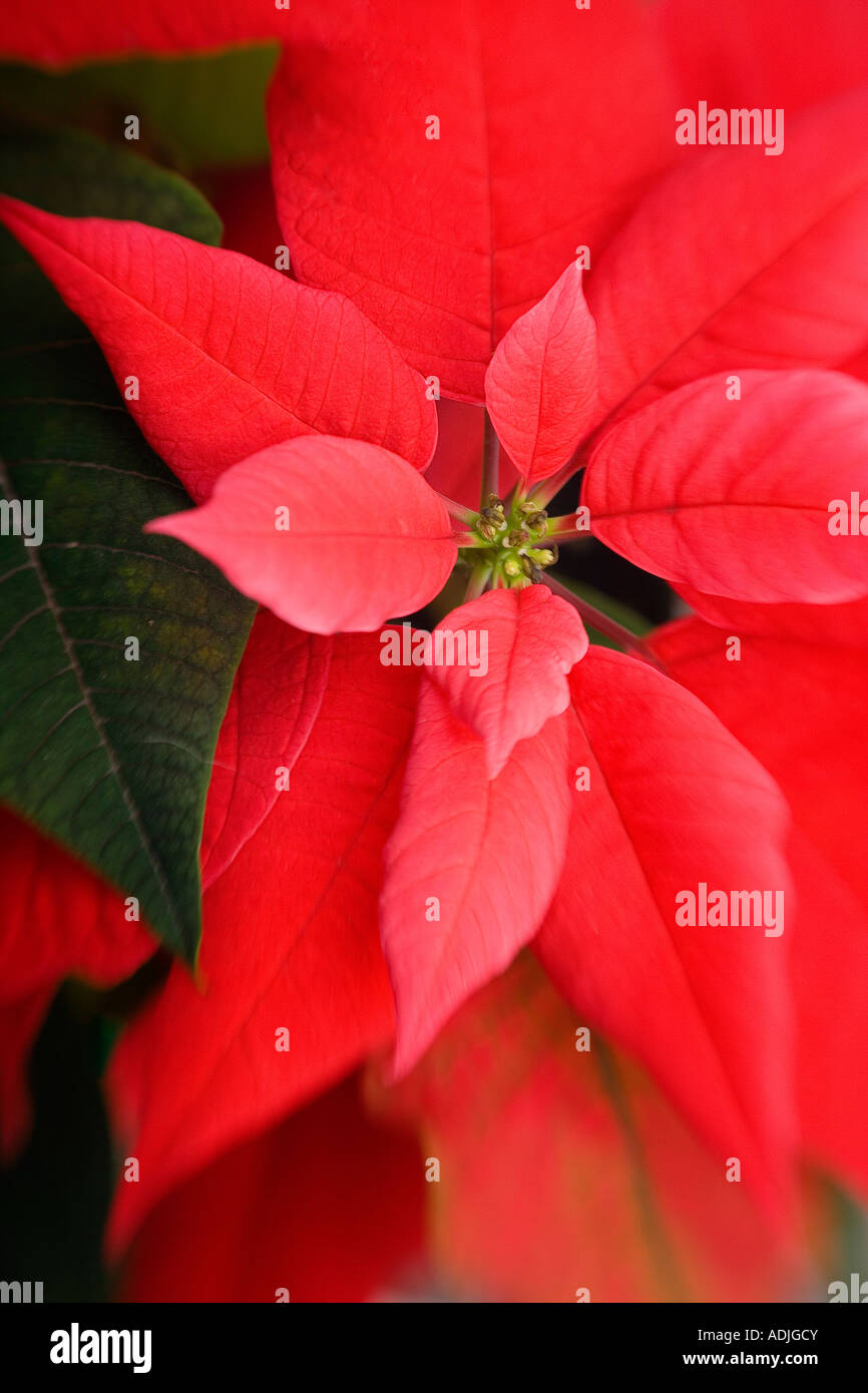 Closeup of Poinsetta Christmas plant flower and leaves studio portrait Stock Photo
