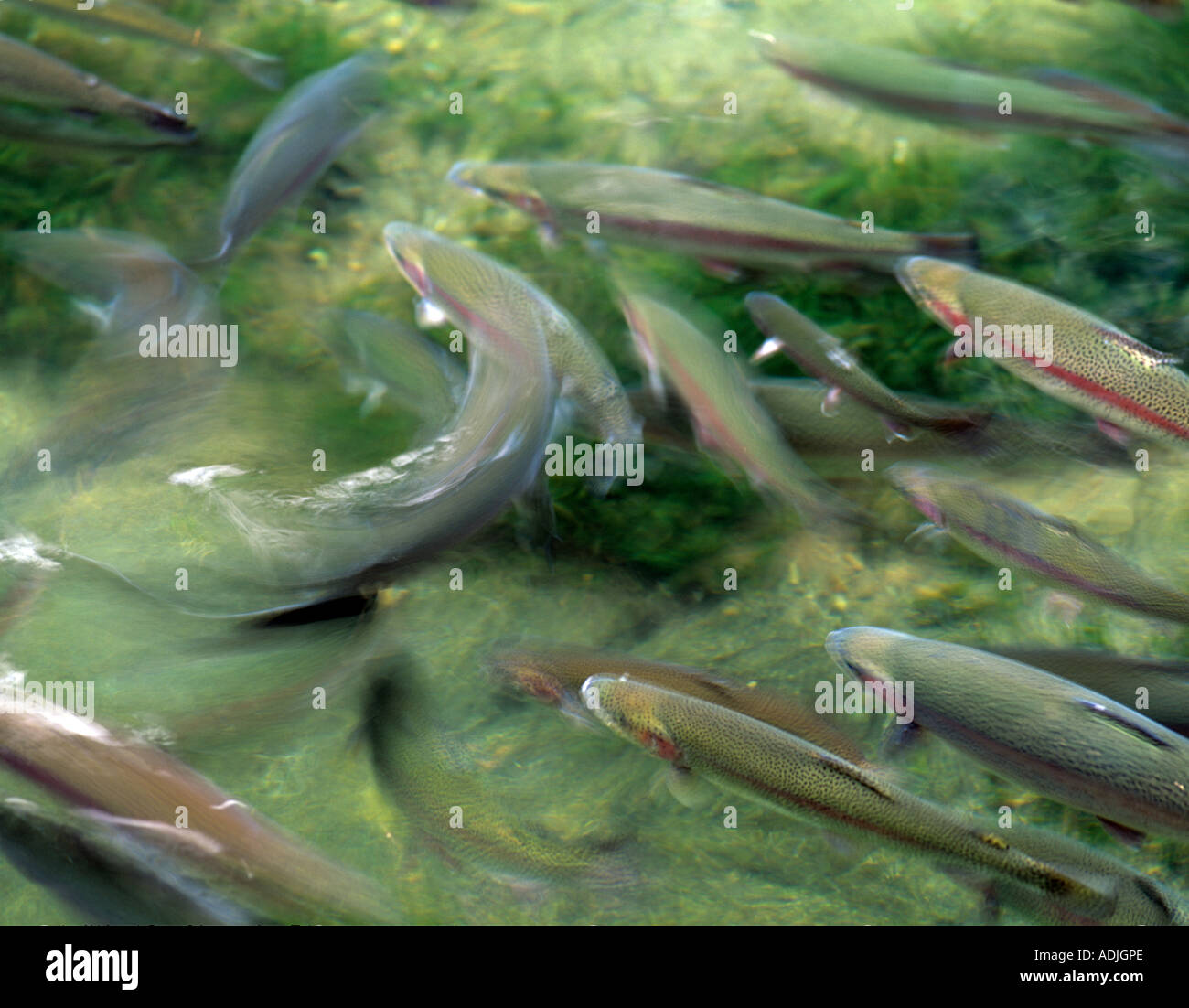 Large Rainbow trout at Cascade Locks Fish Hatchery Oregon Stock Photo