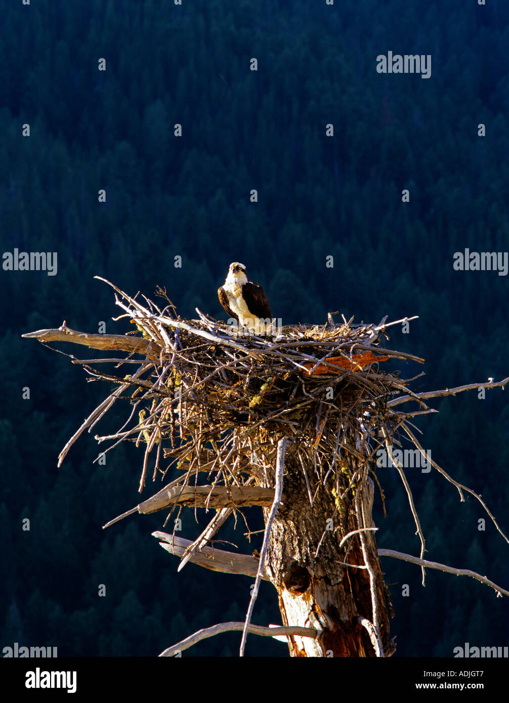 Osprey in nest of dead tree Quake Lake Montana Stock Photo