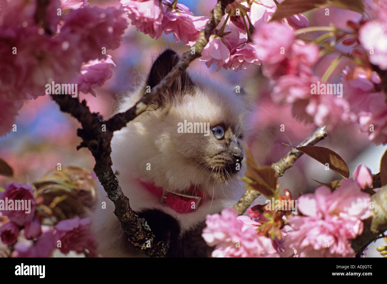 Persian Cat in tree with blossoms Stock Photo