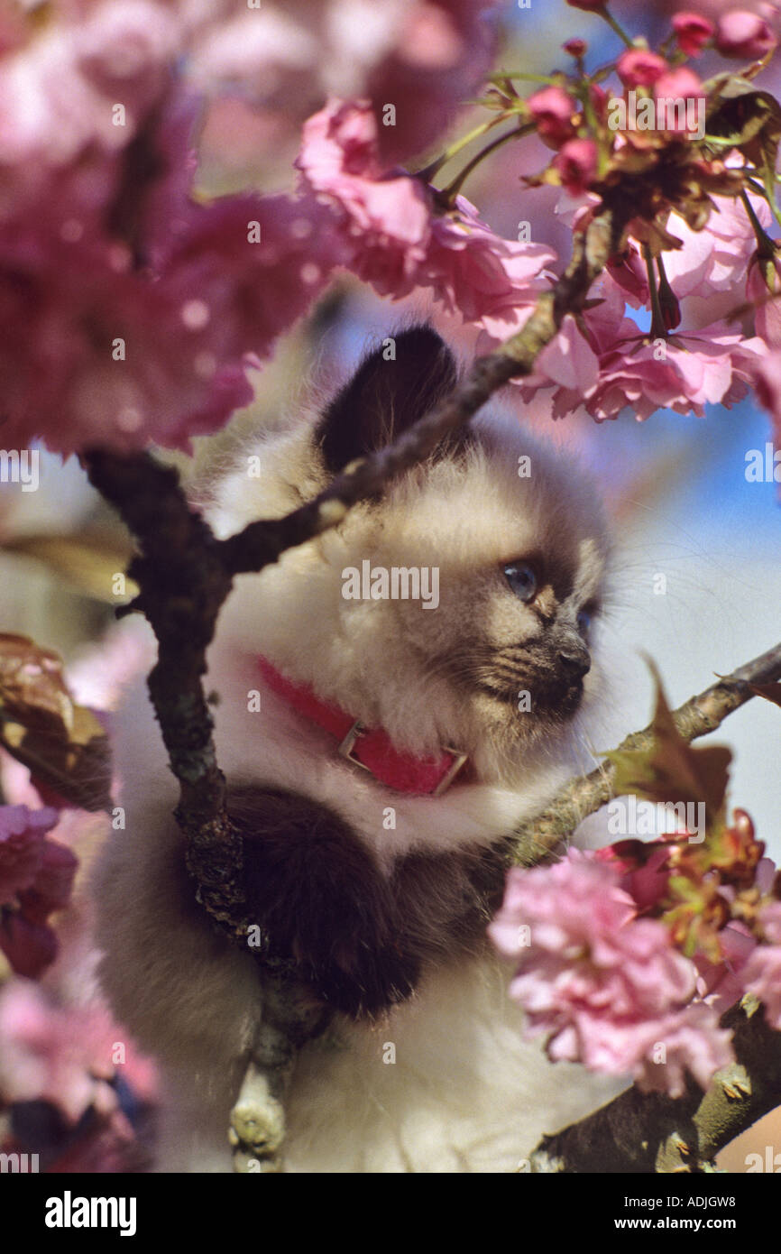 Persian Cat in tree with blossoms Stock Photo