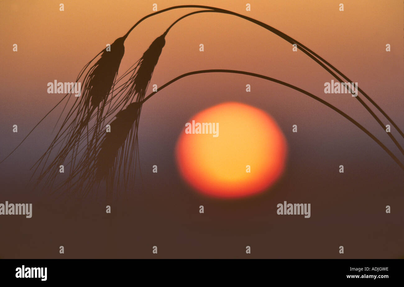 Black bearded wheat with sunrise Near Monroe Oregon Stock Photo