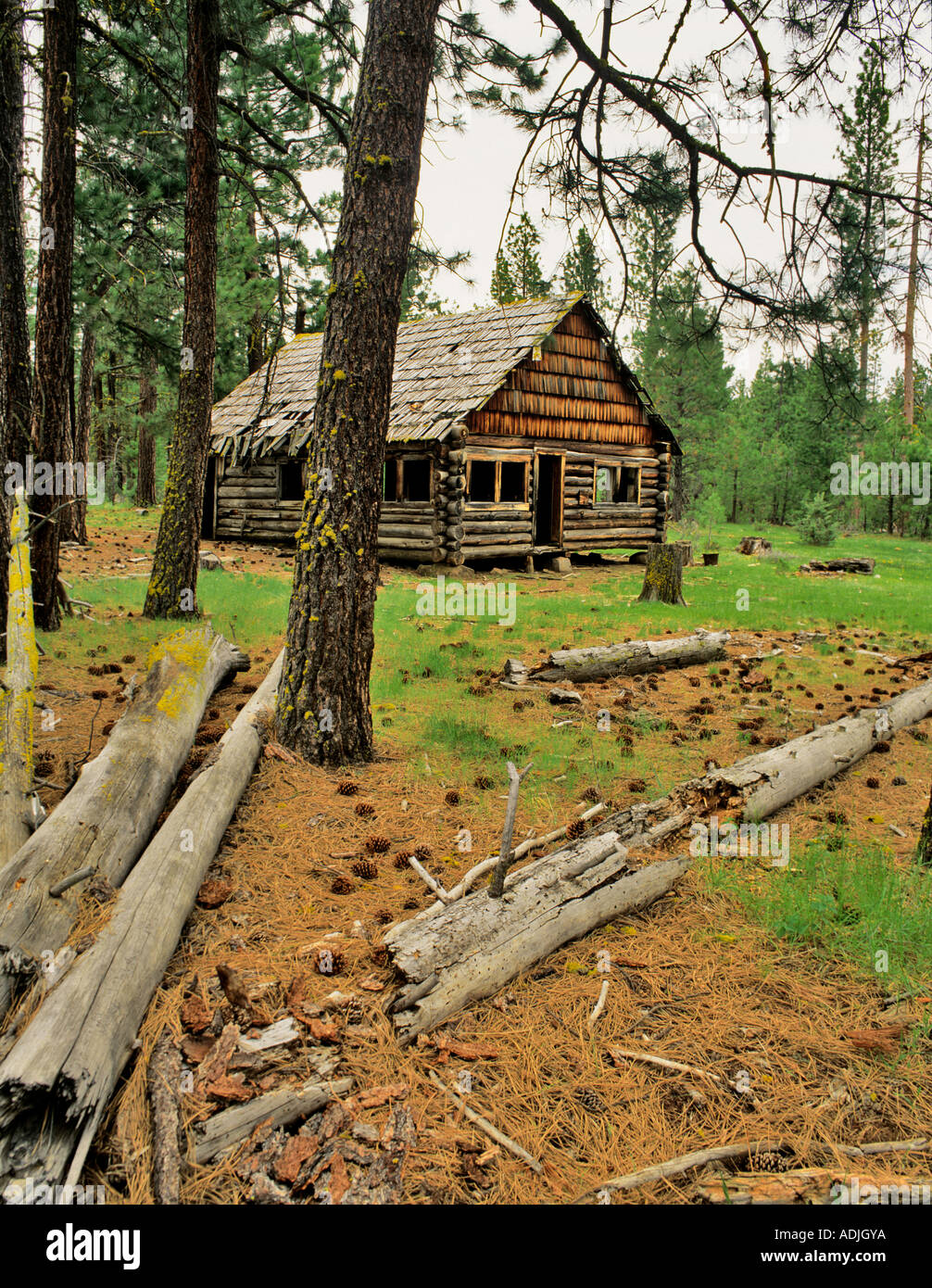 Abandoned Log Cabin Fremont National Forest Oregon Stock Photo