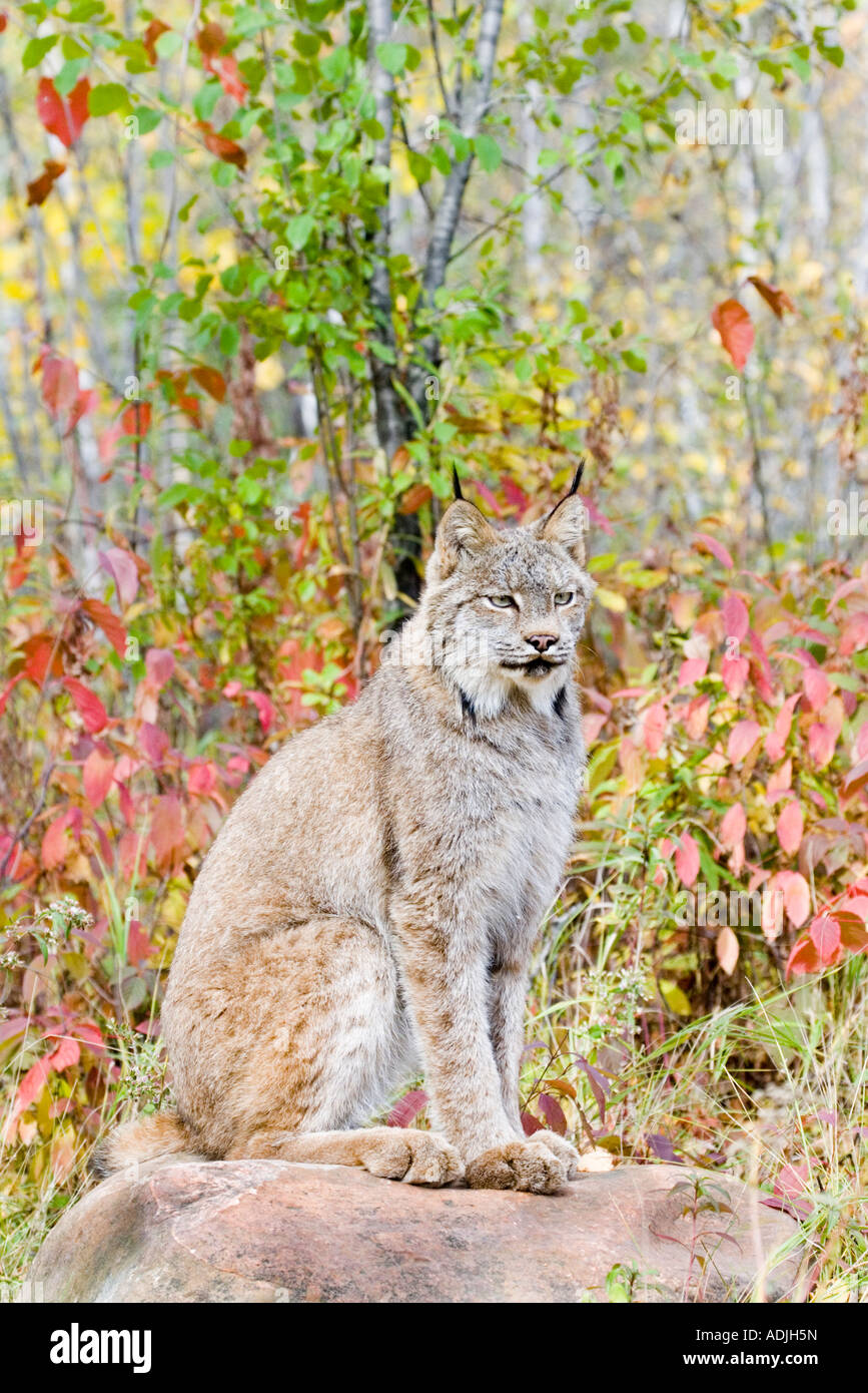 Canadian Lynx Lynx canadensis Sandstome Pine County Minnesota United