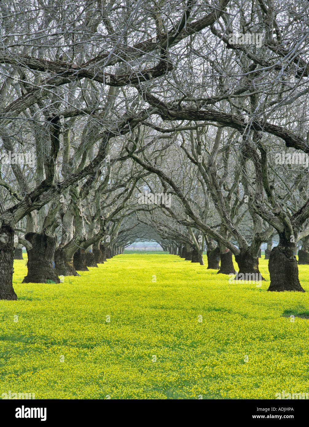 Old walnut orchard with yellow legume ground cover Near Colusa