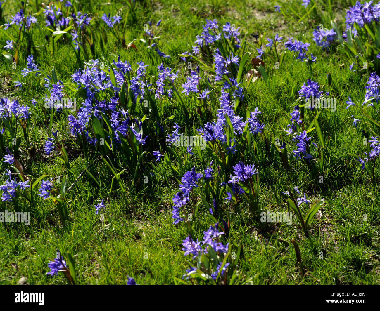 Alpine Squill member of the Lily family Growing in Carshalton Park Surrey England Scilla Bifolia Stock Photo