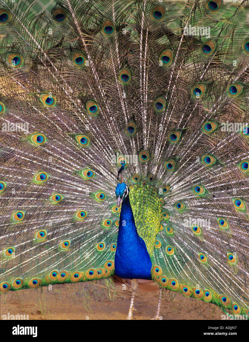 Peacock with mating feathers West Coast Game Park Oregon Stock Photo