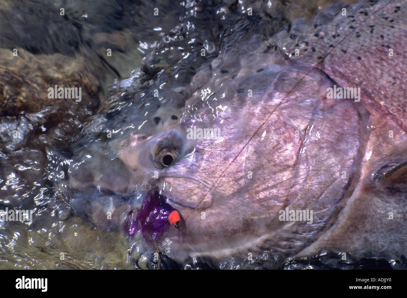 King Salmon caught on fly Talachulitna River Alaska Stock Photo