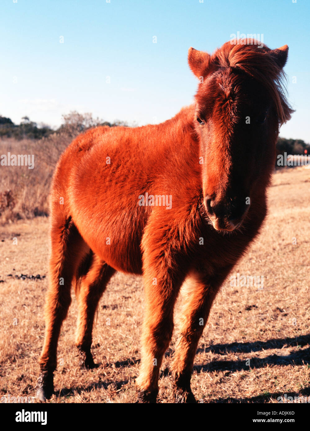 Assateaque Pony 1 Stock Photo