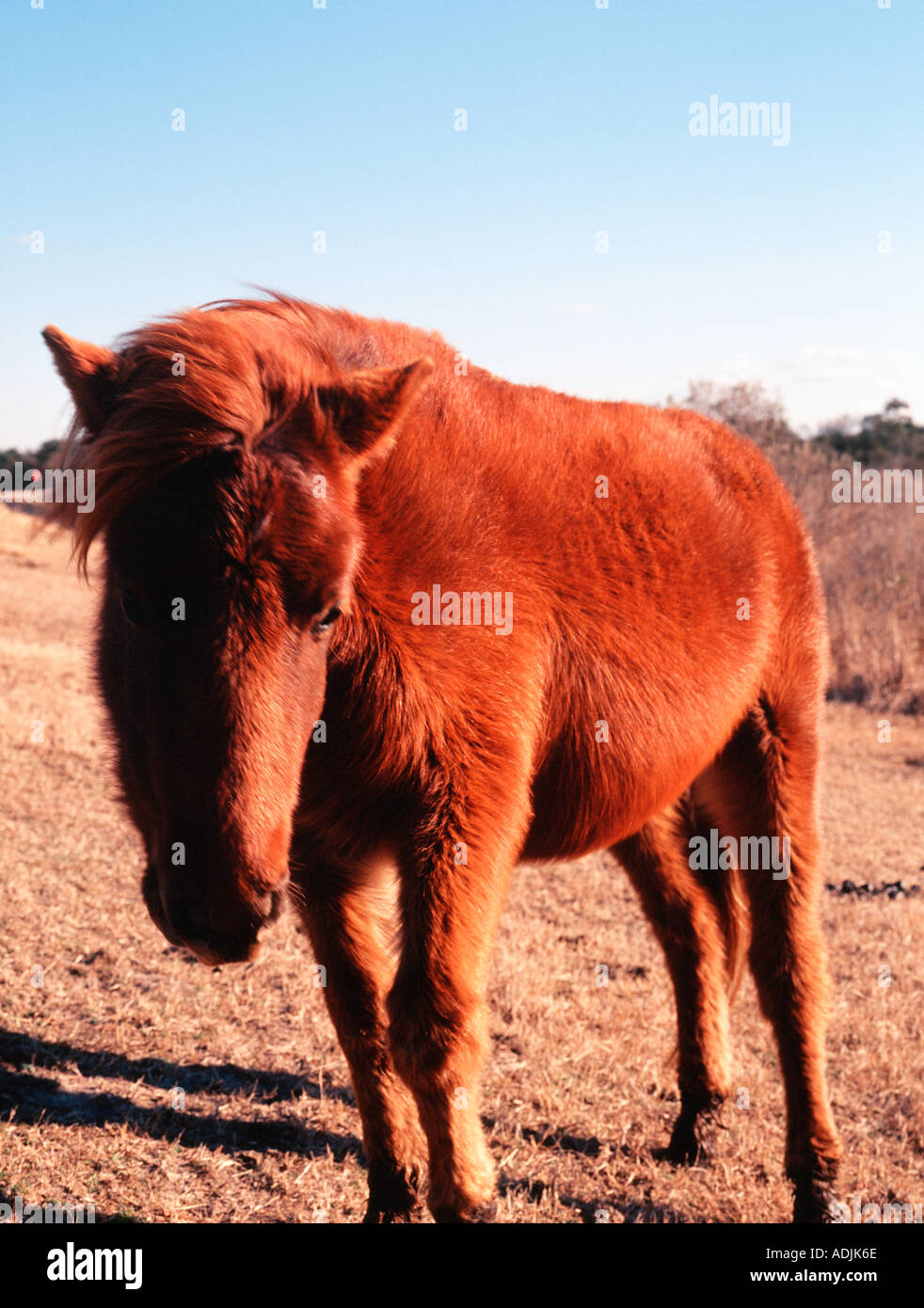 Assateaque Pony 2 Stock Photo