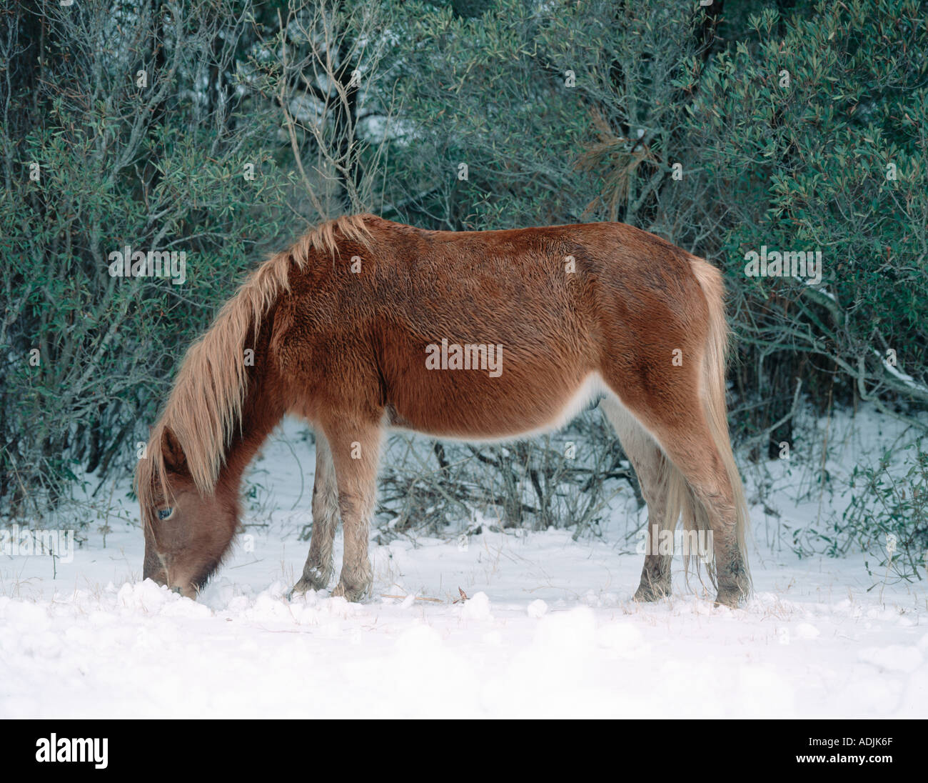 Assateaque Pony 3 Stock Photo