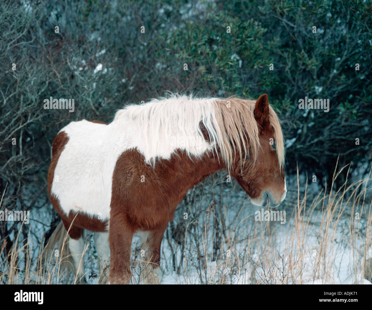 Assateaque Pony 5 Stock Photo