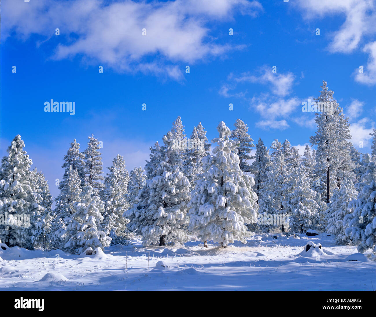 Snow on trees in Freemont National Forest Oregon Stock Photo