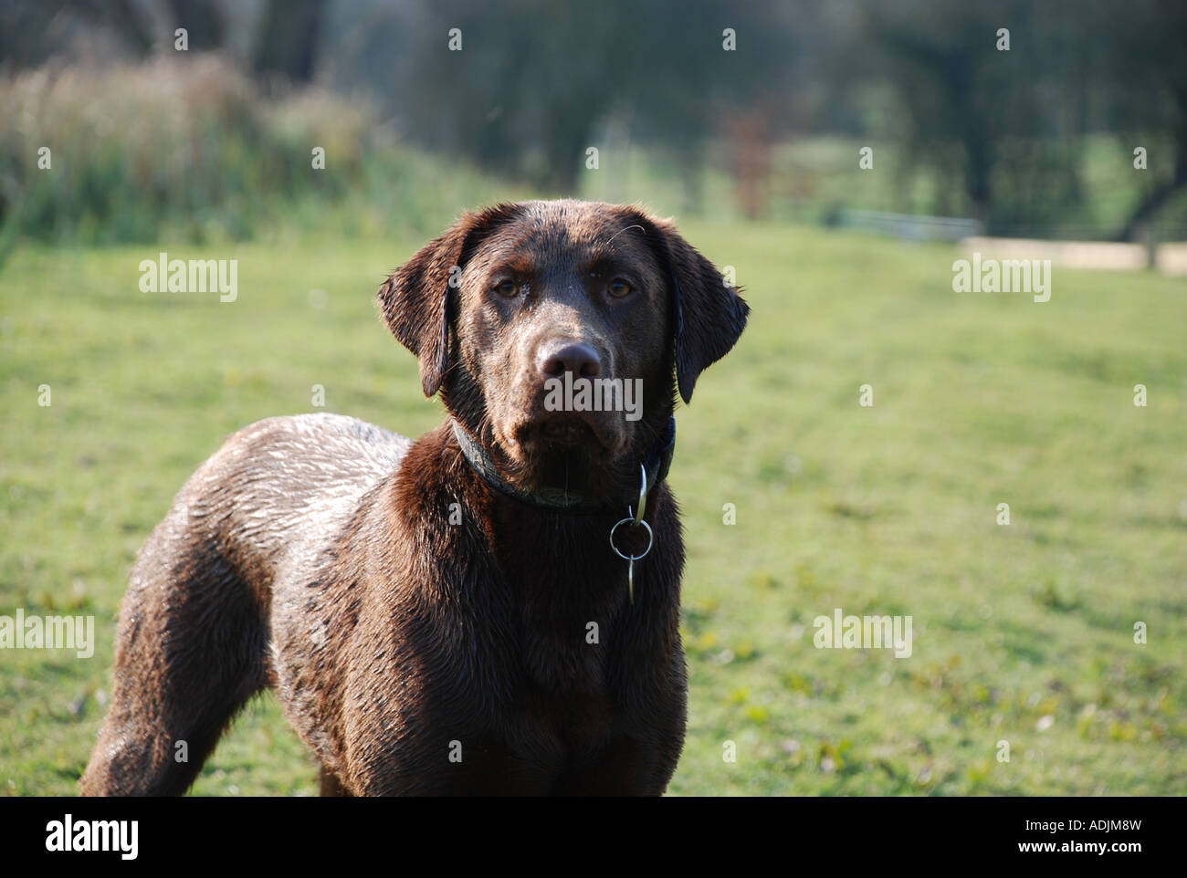 Brown Labrador Stock Photo