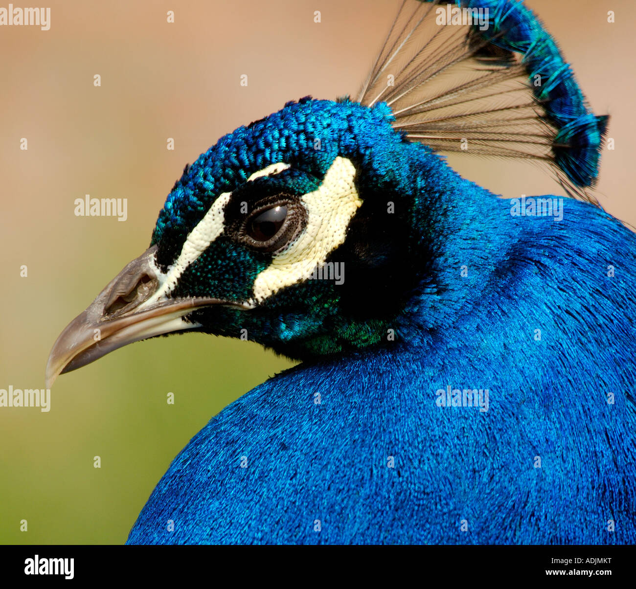 Very sharp and finely detailed close up head and neck portrait of a male Peacock Pavo cristatus Stock Photo