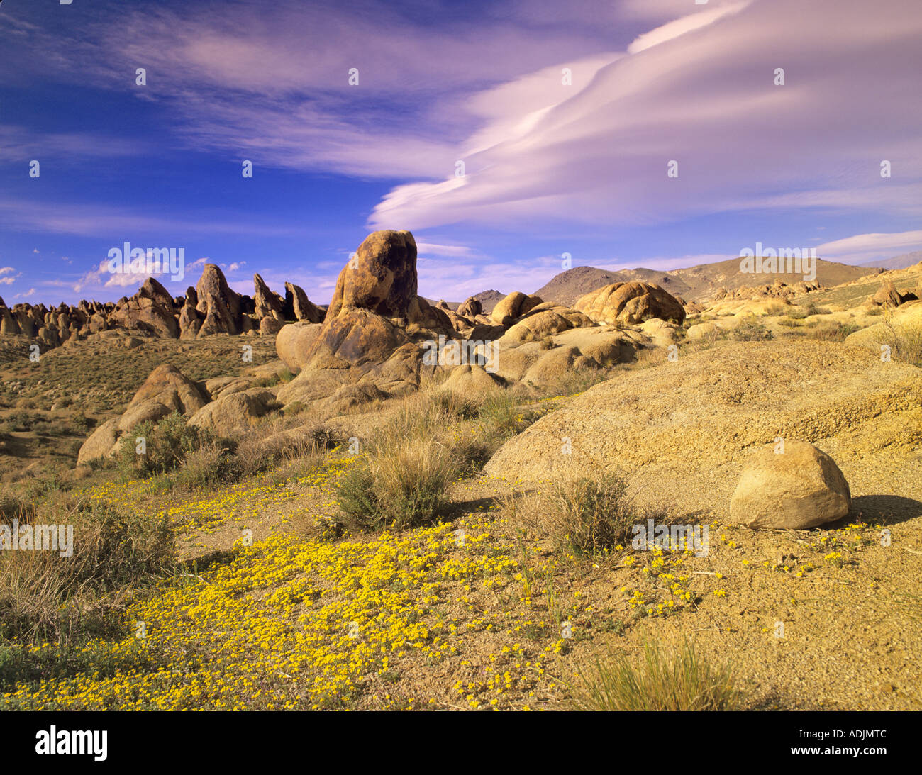 Yellow flowers and lenticular clouds in Alabama Hills California Stock Photo