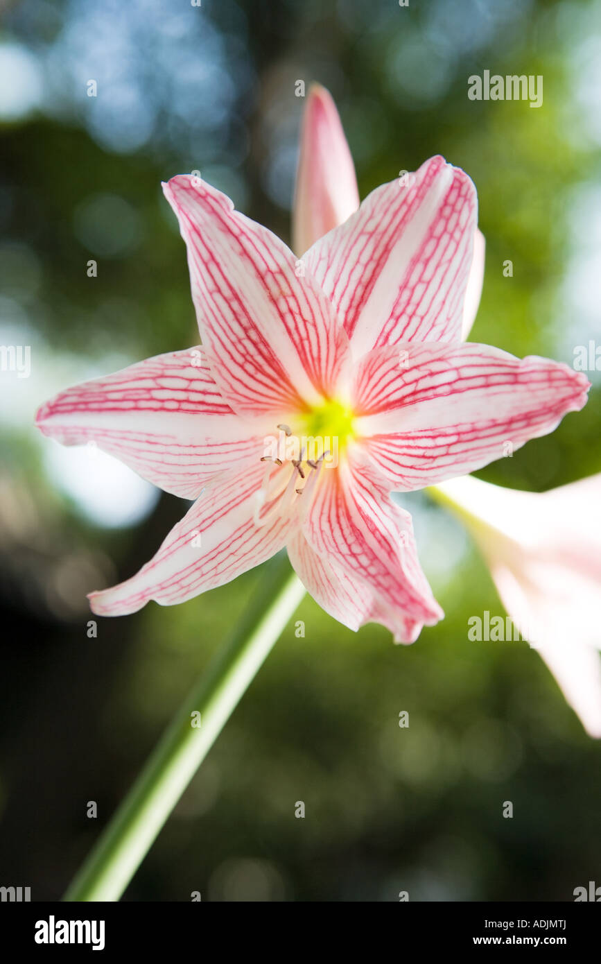 Amaryllis variegated hi-res stock photography and images - Alamy