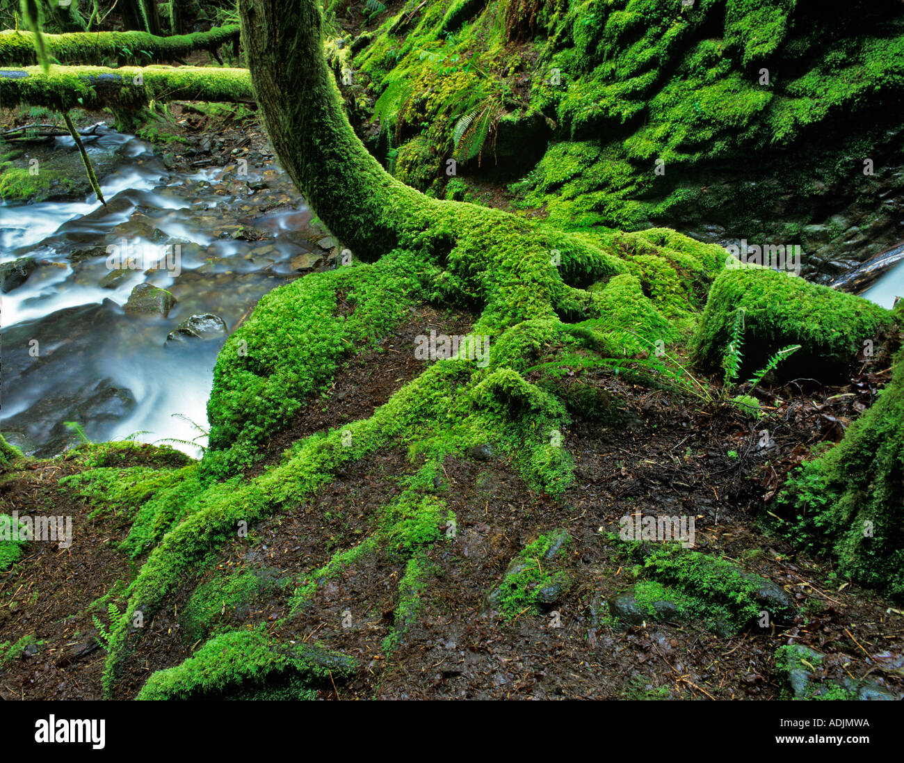 Moss on tree with small stream Bridge Creek Lane County Oregon Stock Photo
