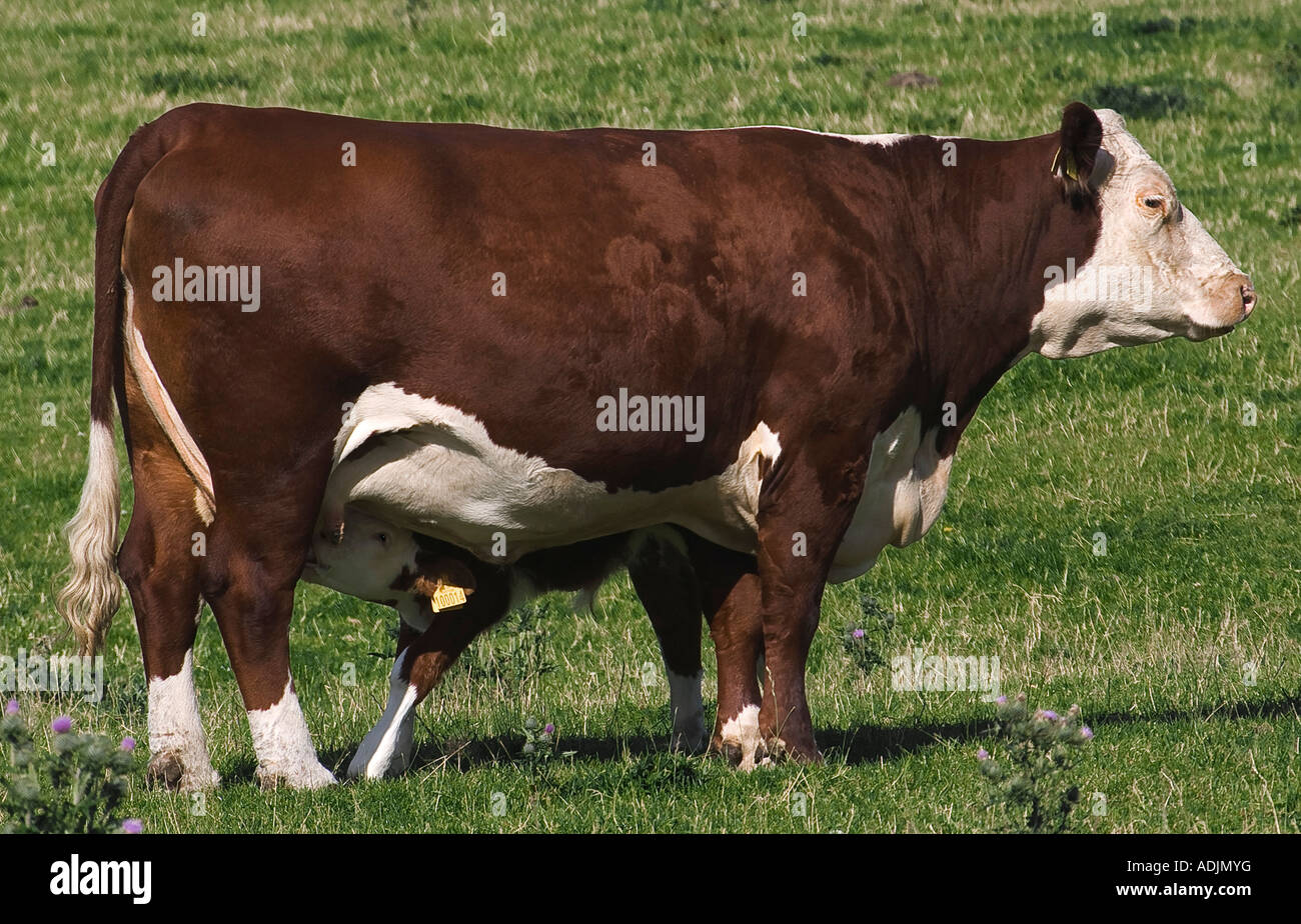 Cow and Calf Stock Photo - Alamy