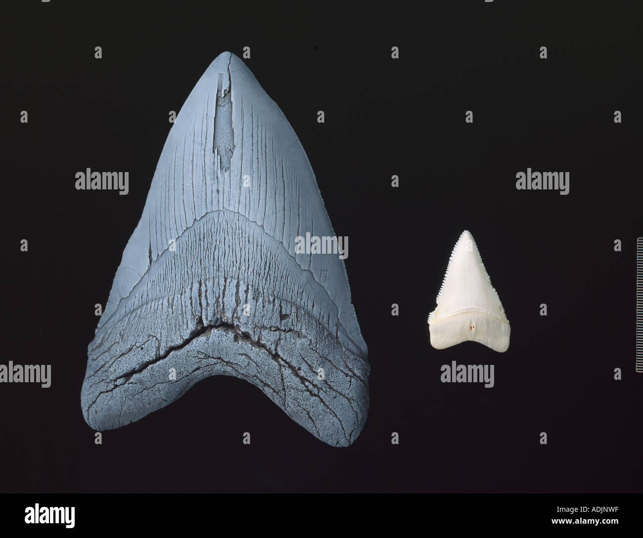 Shark's teeth Stock Photo