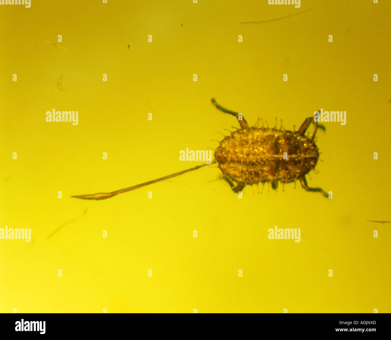 Aphid in amber Stock Photo