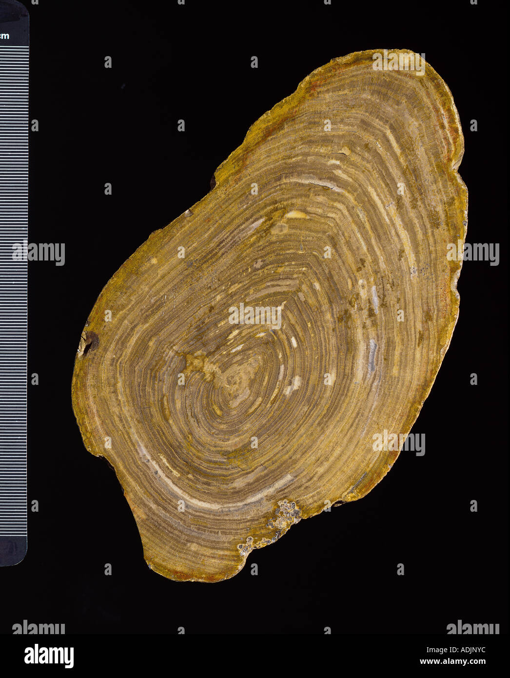 Fossilised wood Stock Photo
