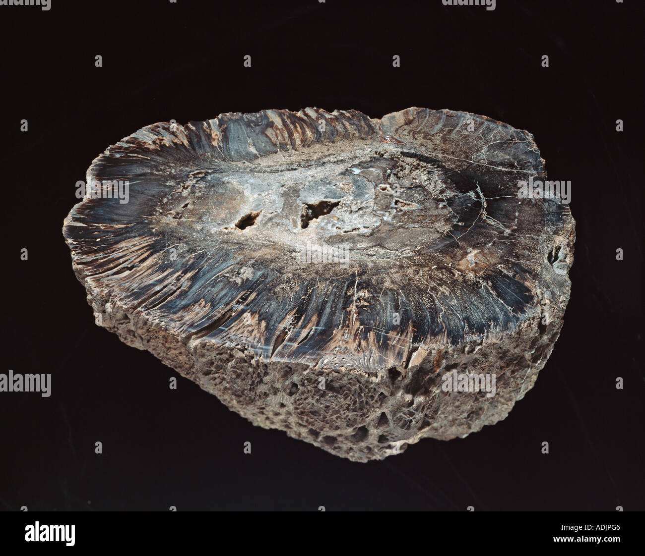 Cycad fossil hires stock photography and images Alamy