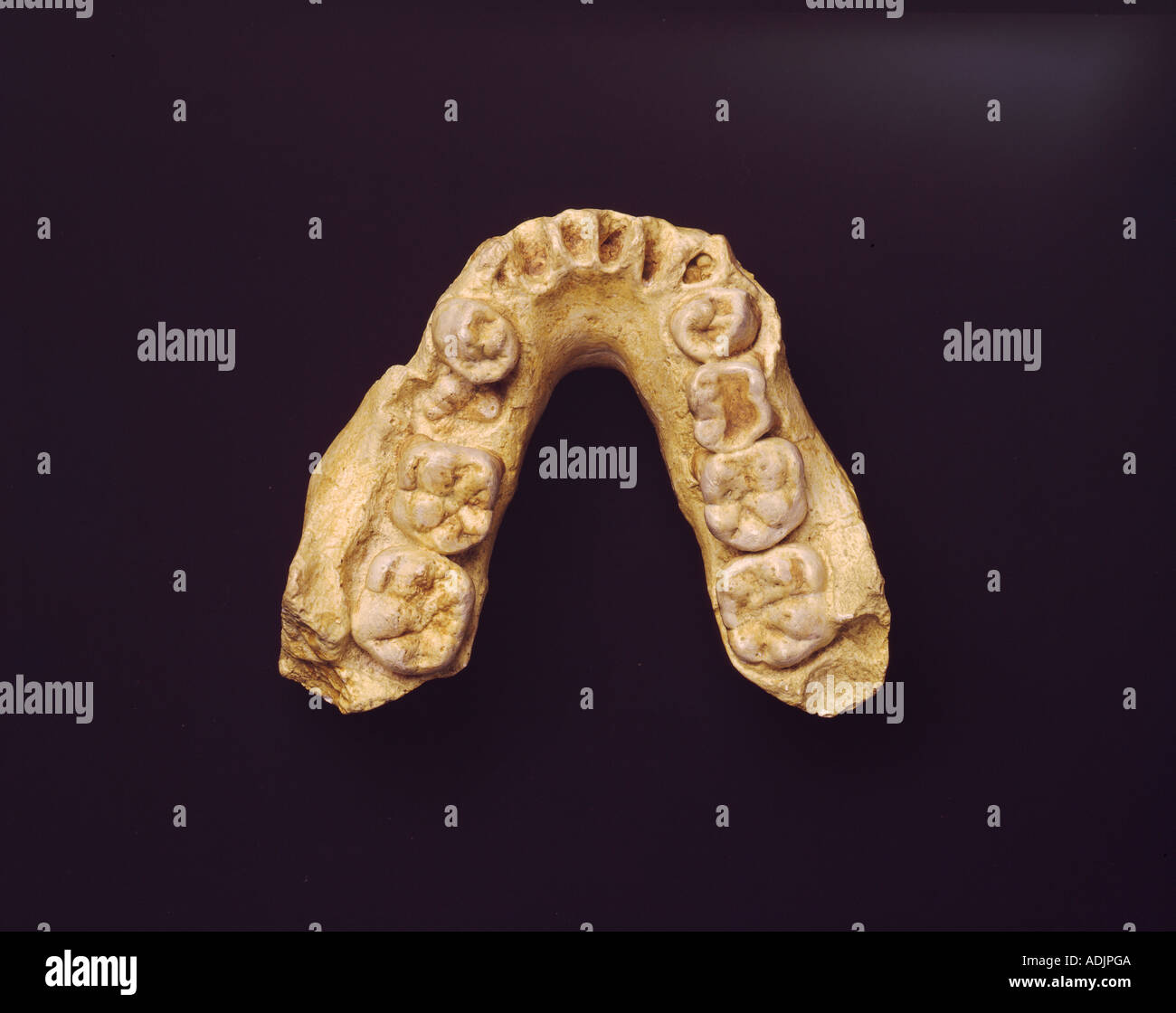Australopithecus africanus mandible mld 2 stock photo alamy
