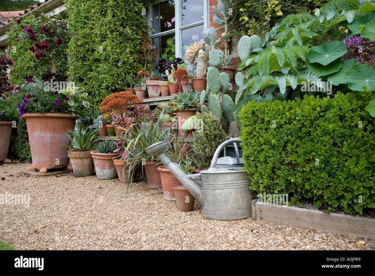 Vicarage Garden East Ruston Norfolk Cacti Garden Still Life Stock Photo