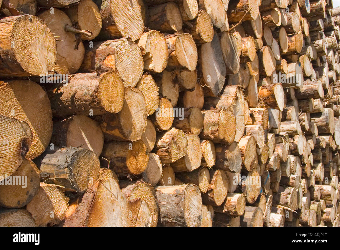 cut logs in timber yard, outside Ayr town, Ayrshire, Scotland Stock