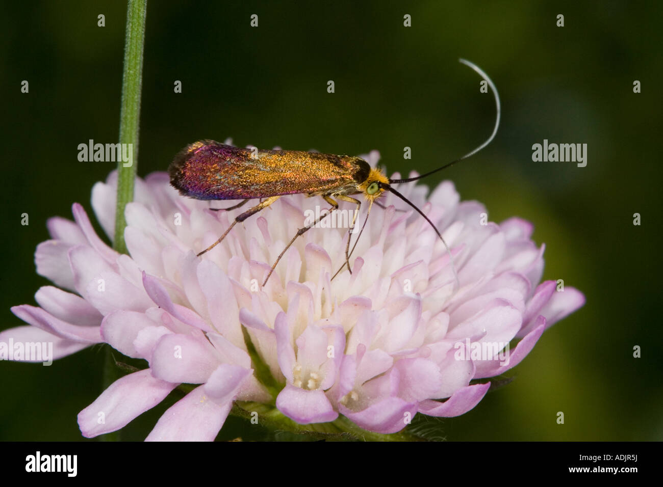 Long-horned micromoth (probably Nemphora cupriacella) on Scabious flower Stock Photo
