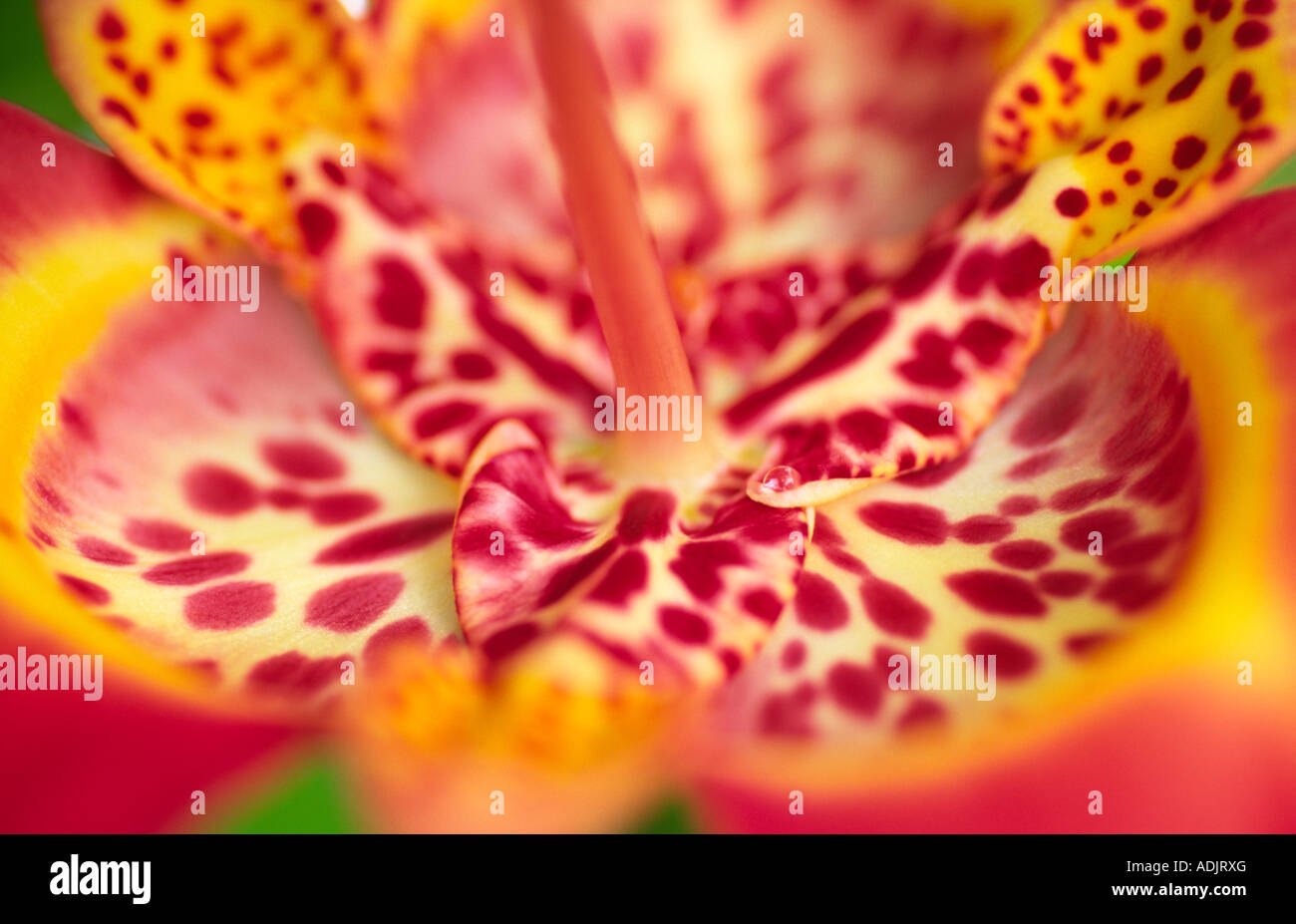 Exotic flowers Tigridia Iridaceae Tiger Flower Iris like summer flowering bulbs short lived flowers Half Hardy Scotland UK Stock Photo