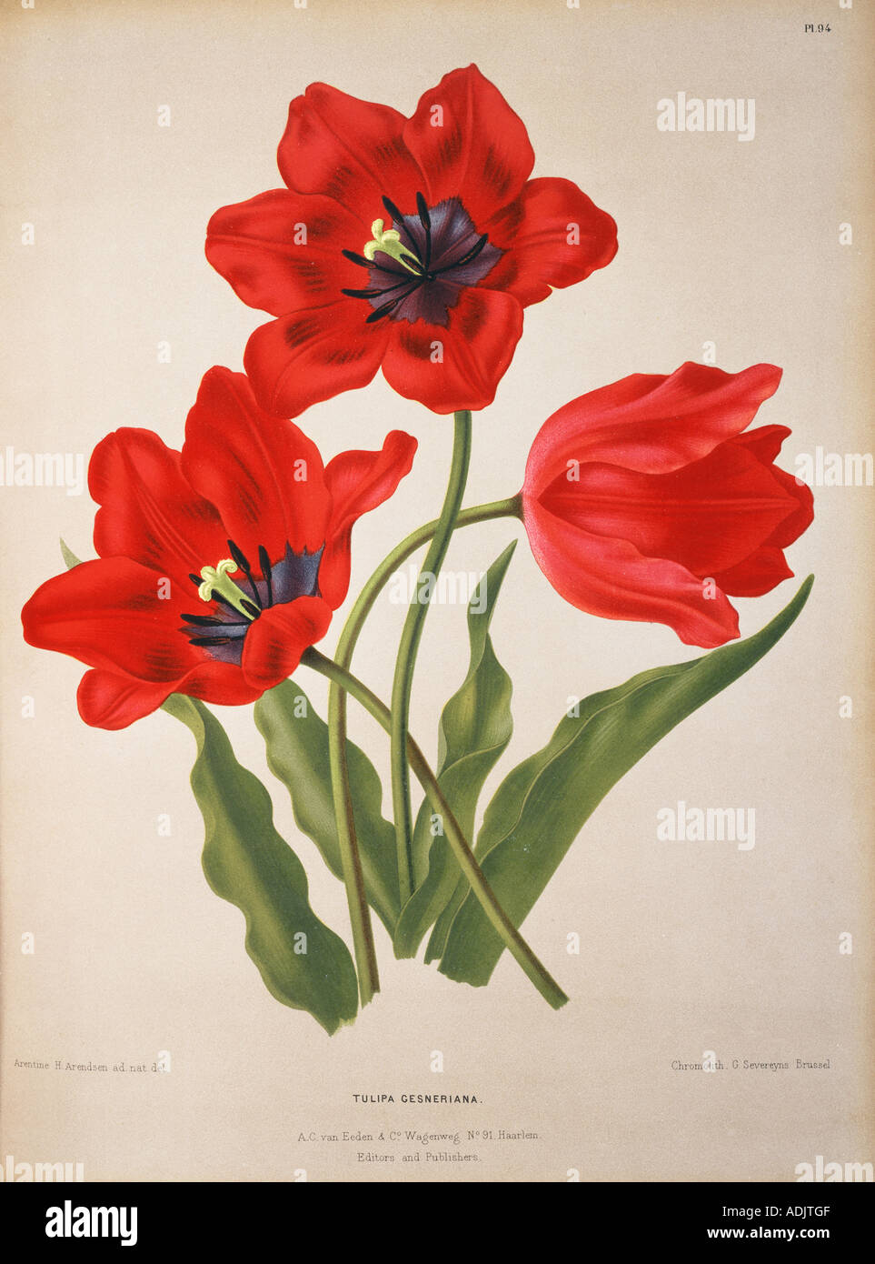Tulipa gesneriana L Didier's tulip Stock Photo