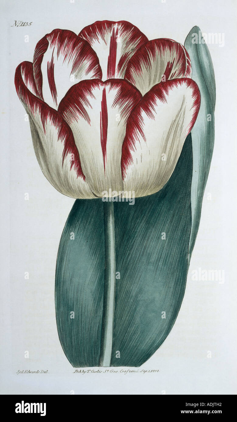 Tulipa gesneriana garden tulip Stock Photo