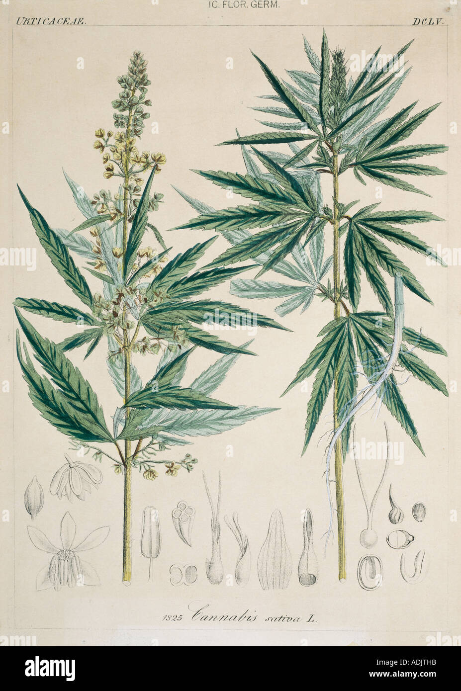 Cannabis sativa L marijuana Stock Photo - Alamy
