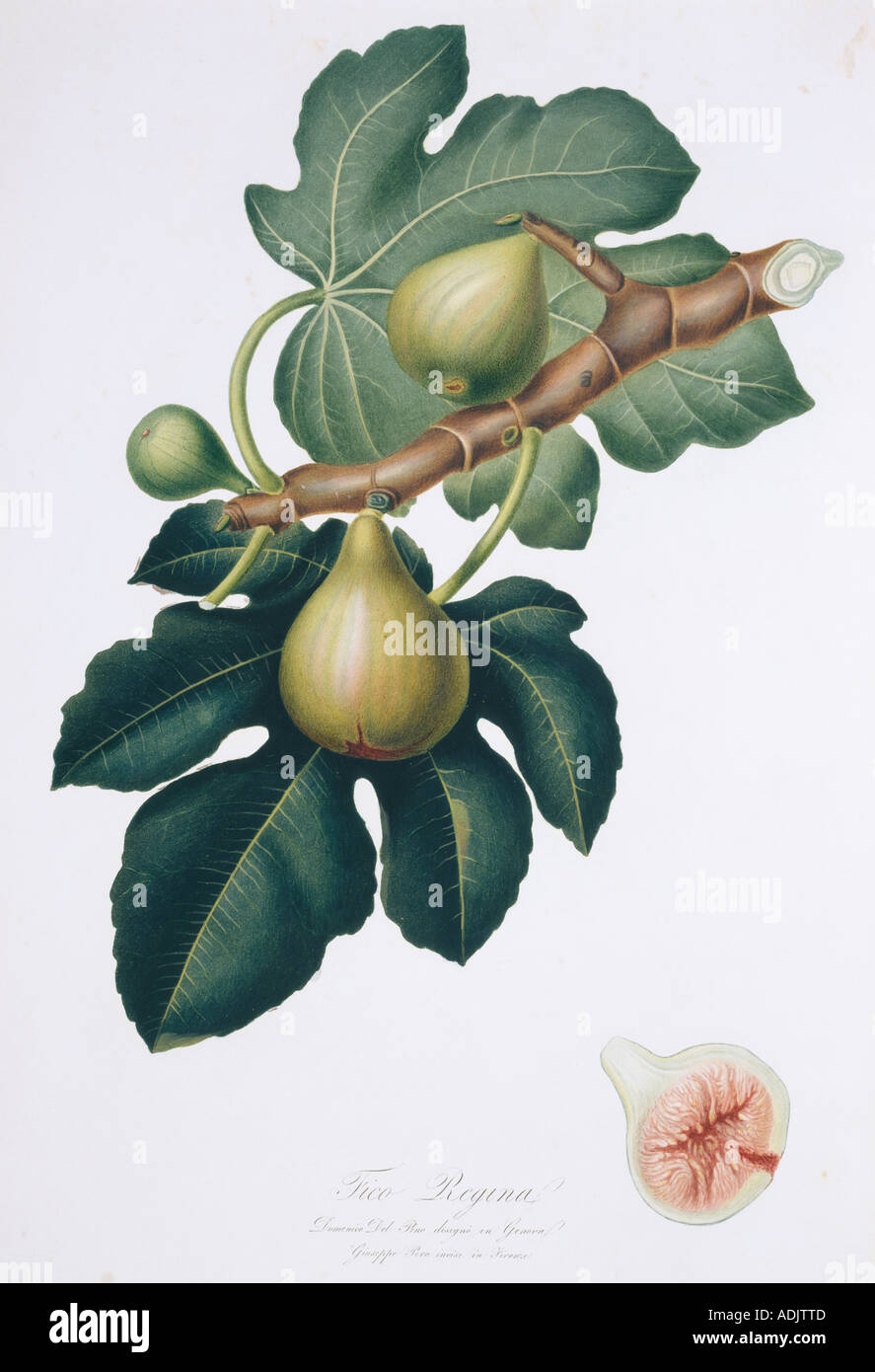 Ficus carica fig Stock Photo