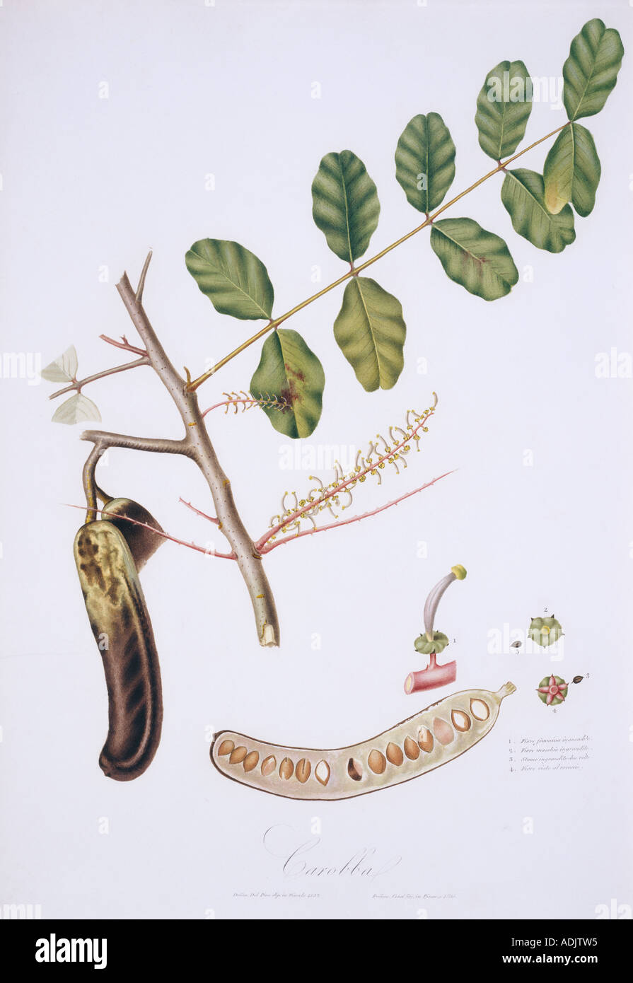 Ceratonia siliqua carob Stock Photo