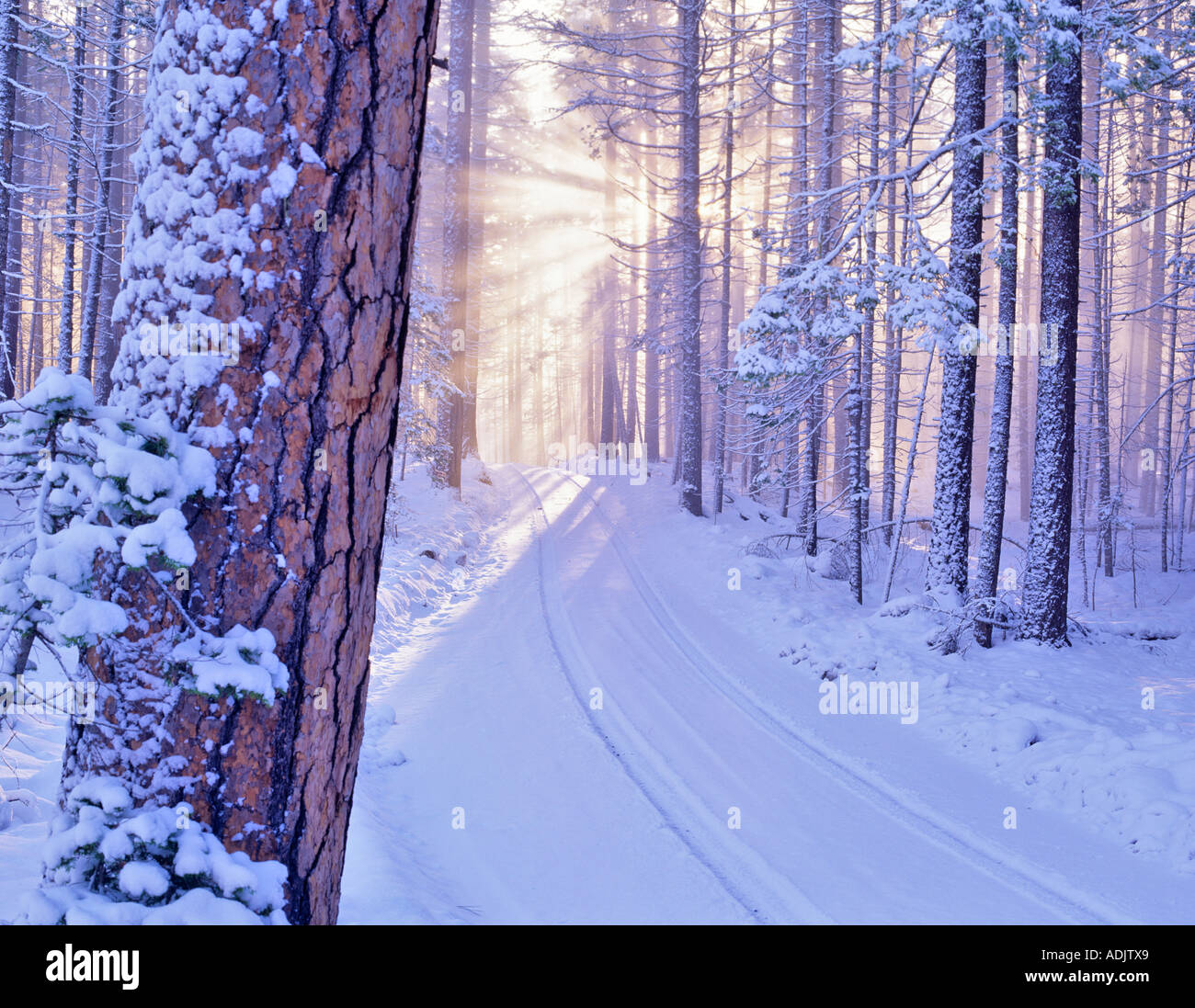 Road in Deschutes National Forest with snow and sunburst Oregon Stock Photo