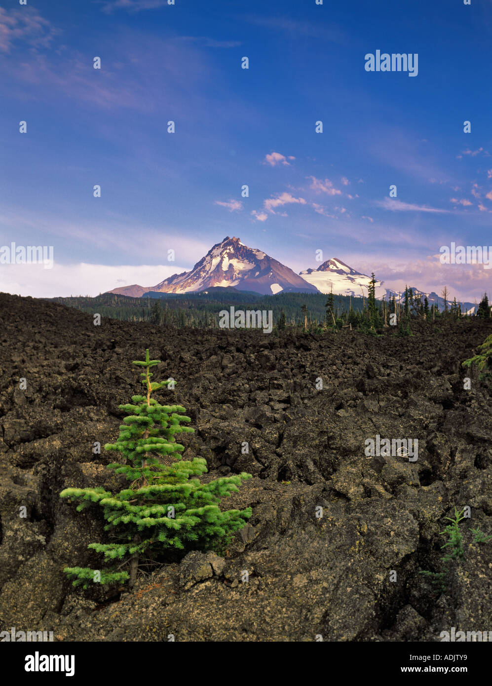 True fir tree in AA lava with North and Middle Sister Mts Oregon Stock Photo