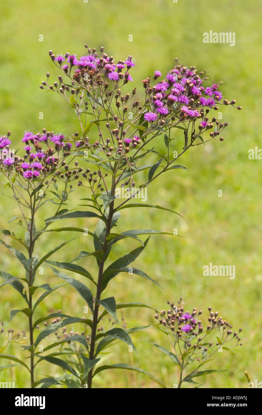 Tall Ironweed. Vernonia altissima Stock Photo Alamy