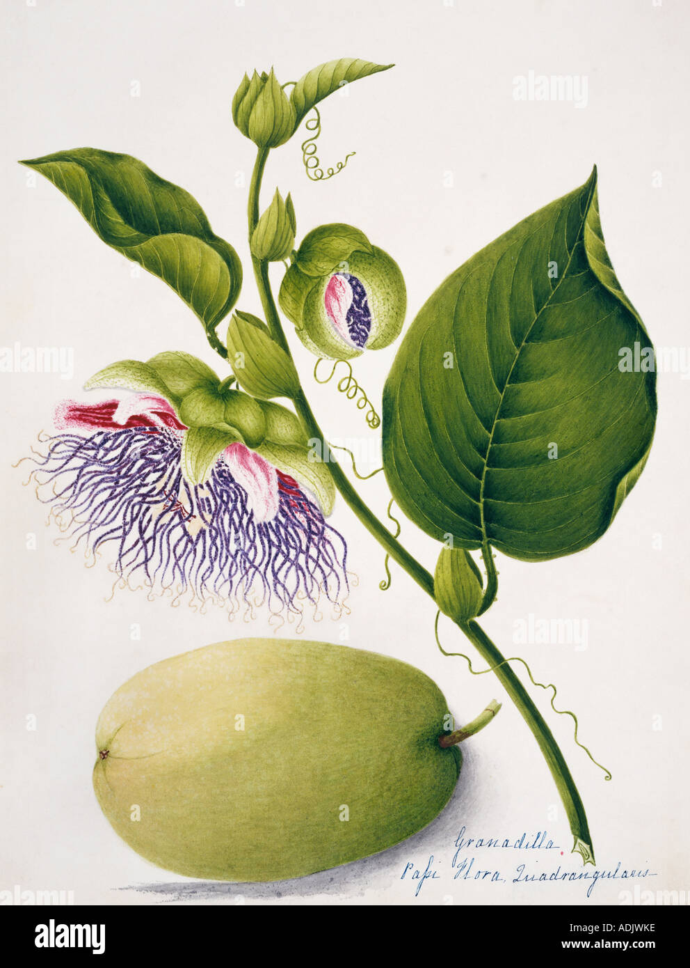 Passiflora quadrangularis granadilla Stock Photo