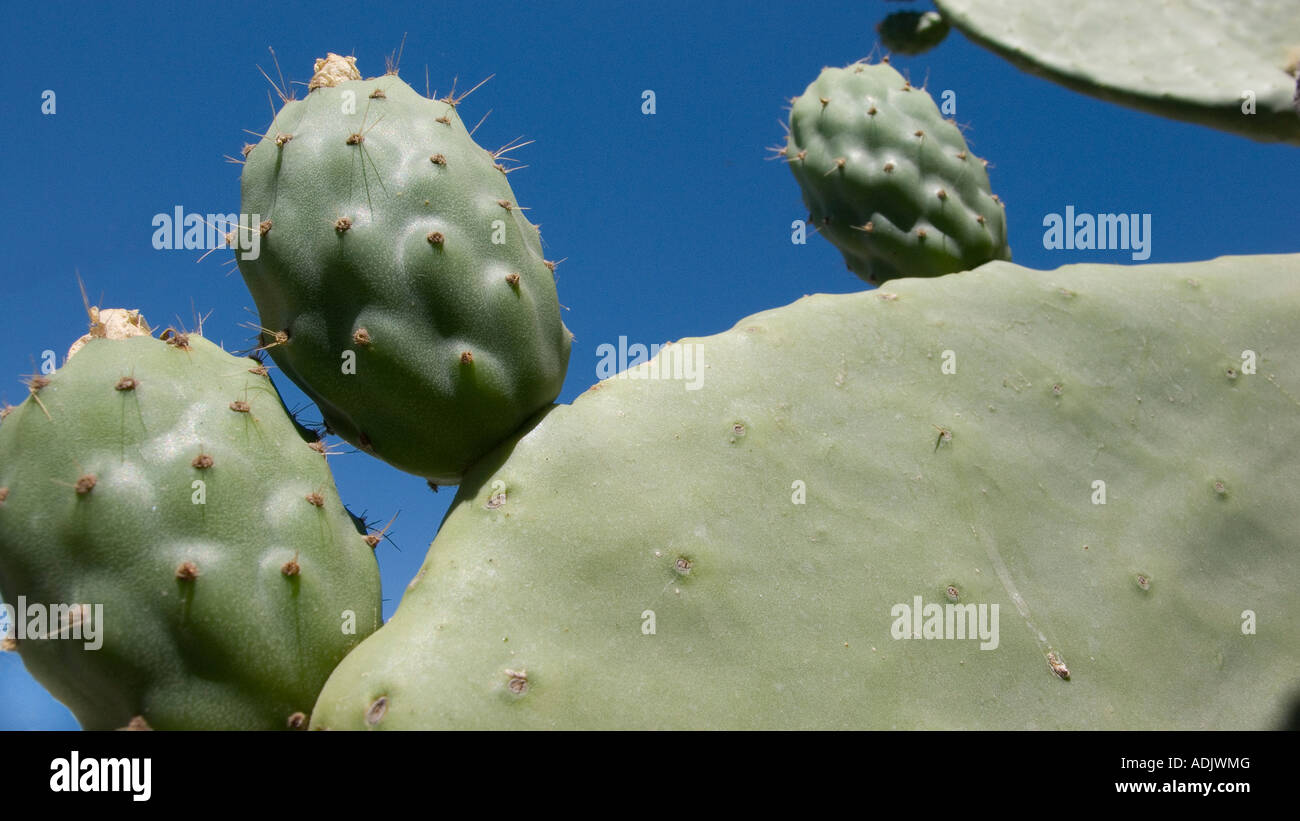 Prickly pear set against a bright blue sky Stock Photo