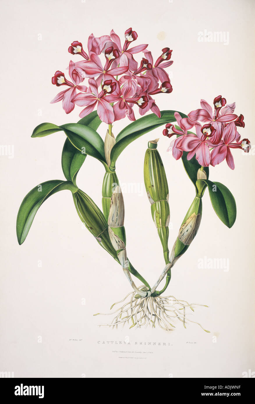 Cattleya skinneri English orchid Stock Photo