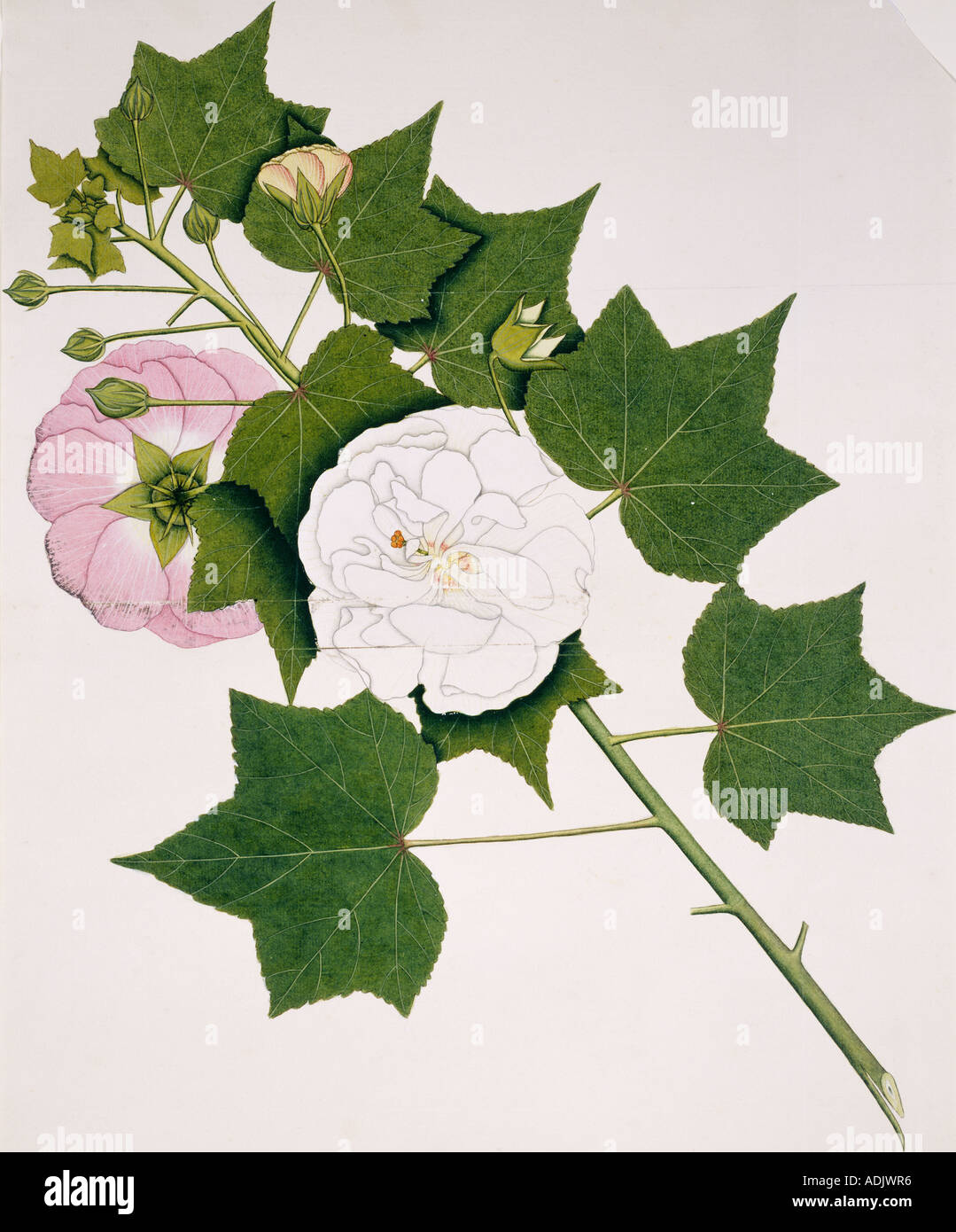 Hibiscus mutabilis cotton rose Stock Photo